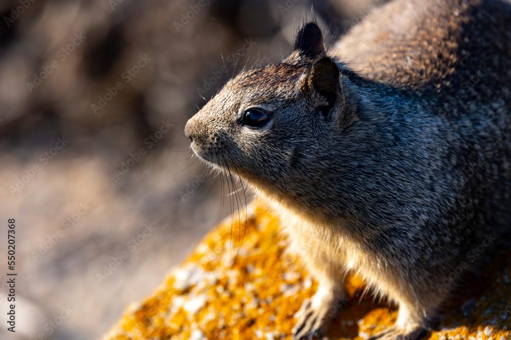 Large gray squirrel foraging for food on a rock on the beach Large gray squirrel foraging for food on a rock on the beach