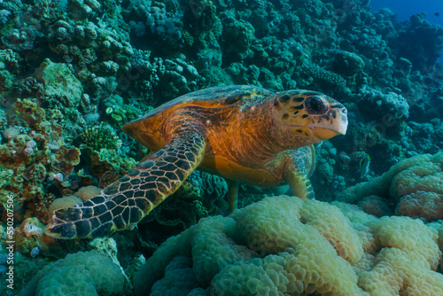 Hawksbill sea turtle feeding on corals. Red sea, Aqaba, Jordan.