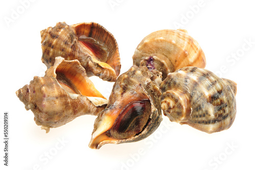 live conch on white background