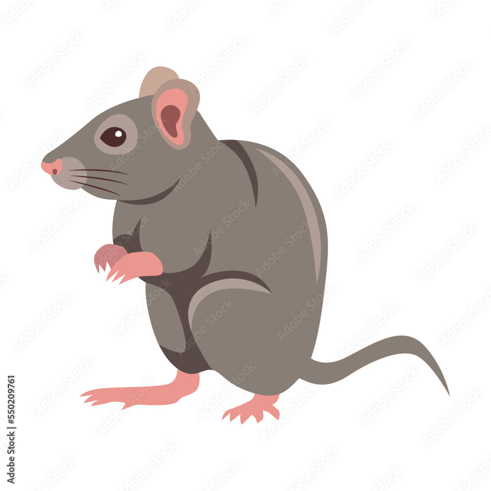 Grey rat cartoon illustration. Little house mice or rat character with long tail isolated on white background