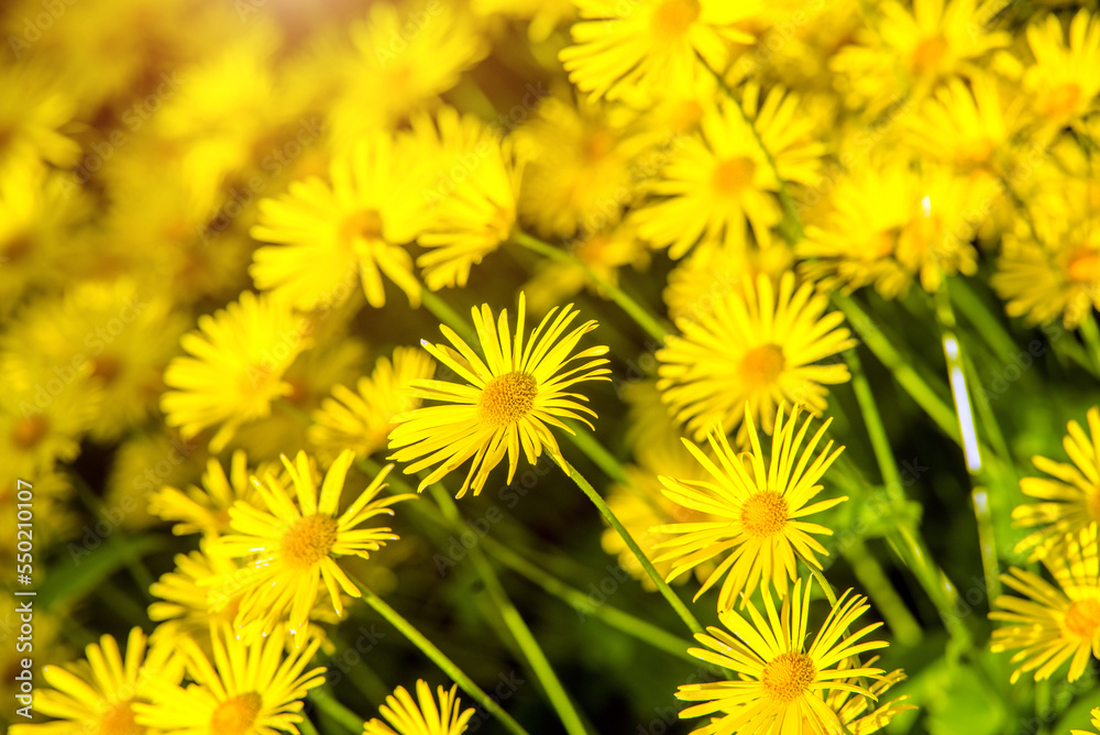 Yellow daisies grow in the meadow in summer Yellow daisies grow in the meadow in summer