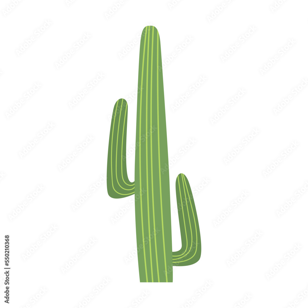 Green branched cactus vector illustration. Cacti, spiny tropical plant with flowers or blossoms, Arizona or Mexico succulents isolated on white Green branched cactus vector illustration. Cacti, spiny tropical plant with flowers or blossoms, Arizona or Mexico succulents isolated on white