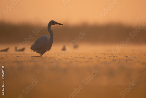 Great egret  on the lake © tahir