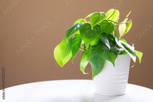 house plant heart leaf Philodendron vine in white ceramic pot on white table.
