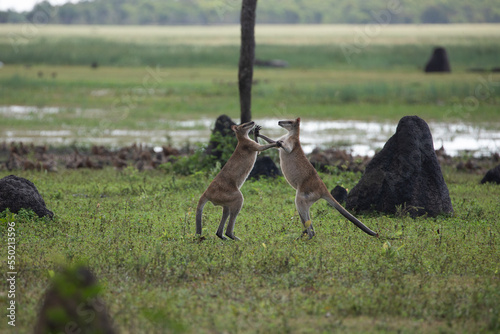 Agile wallabies (Macropus agilis) fighting near the wetlands of Kakadu, late afternoon, Northern Territory, Australia. photo