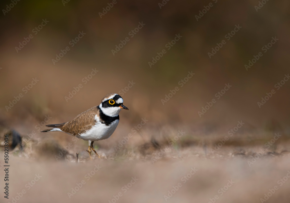 Little ringed plover standing near the riverbank Little ringed plover standing near the riverbank