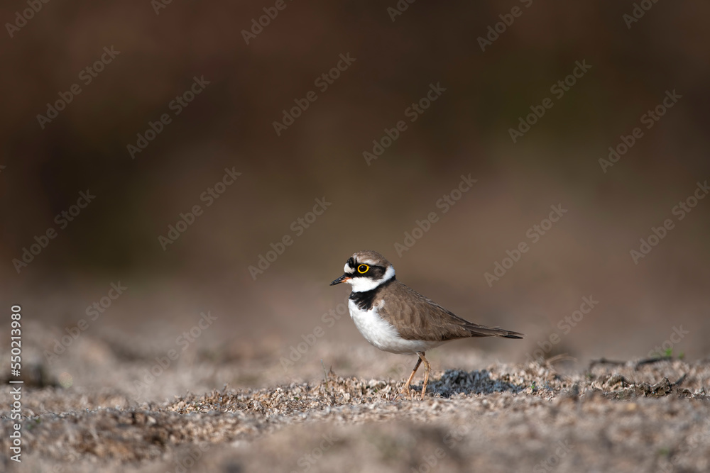 Little Ringed plover Little Ringed plover