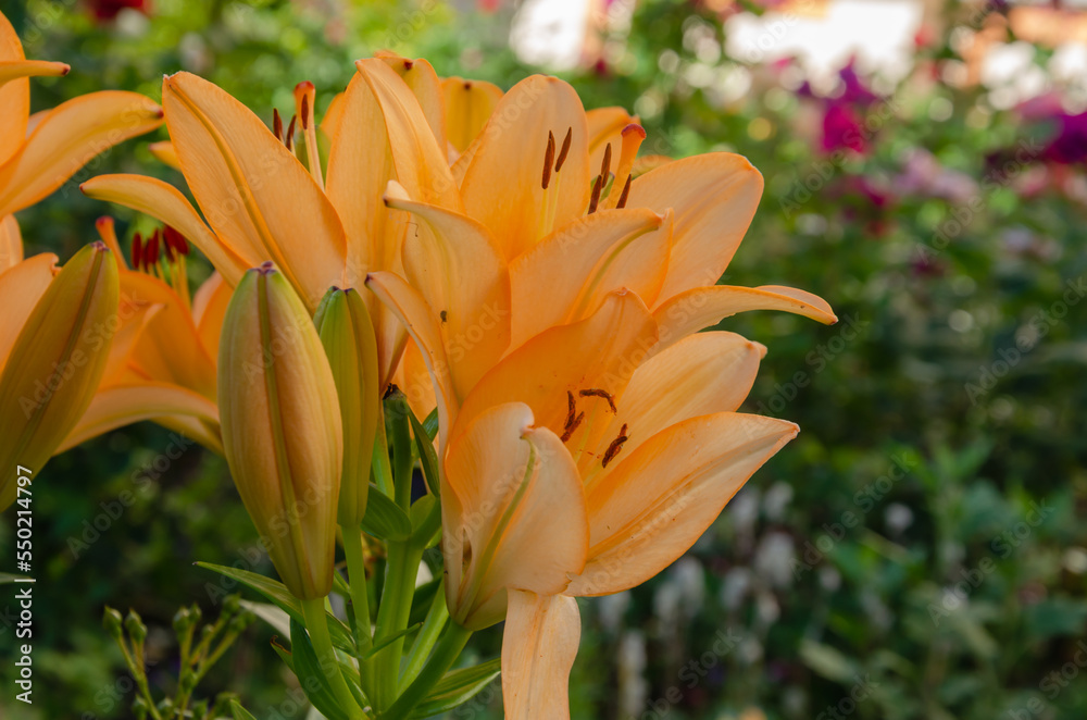 lily flowers bloomed in the garden with yellow flowers lily flowers bloomed in the garden with yellow flowers