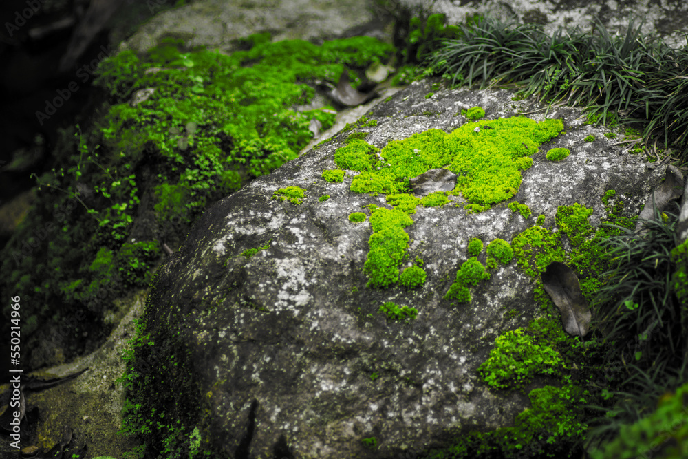 Beautiful Bright Green moss grown up cover the rough stones and on the floor in the forest Beautiful Bright Green moss grown up cover the rough stones and on the floor in the forest