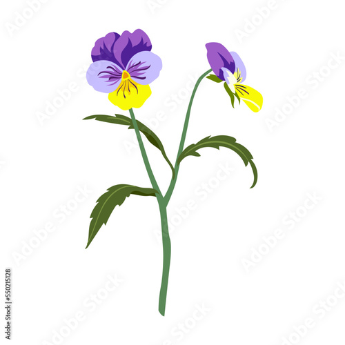 Field colorful pansies flower vector illustration. Meadow flower, yellow dandelion isolated on white background