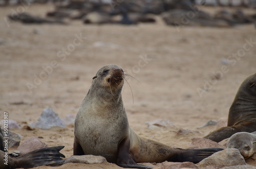 cape cross lazy Seal reserve Namibia Africa 