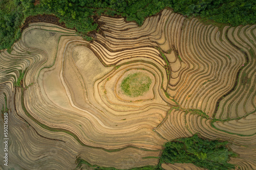 Drone View Above Giant Rice FIelds in, China