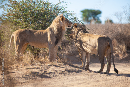 Young black-maned lions at a water hole in the Kalahari in South Africa 