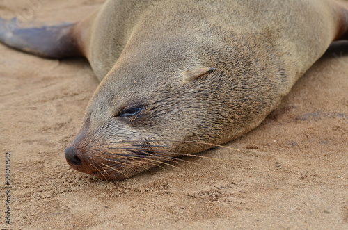 cape cross lazy Seal reserve Namibia Africa 