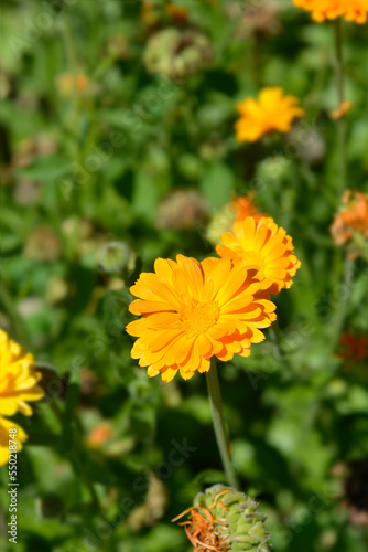 Garden marigold yellow flowers