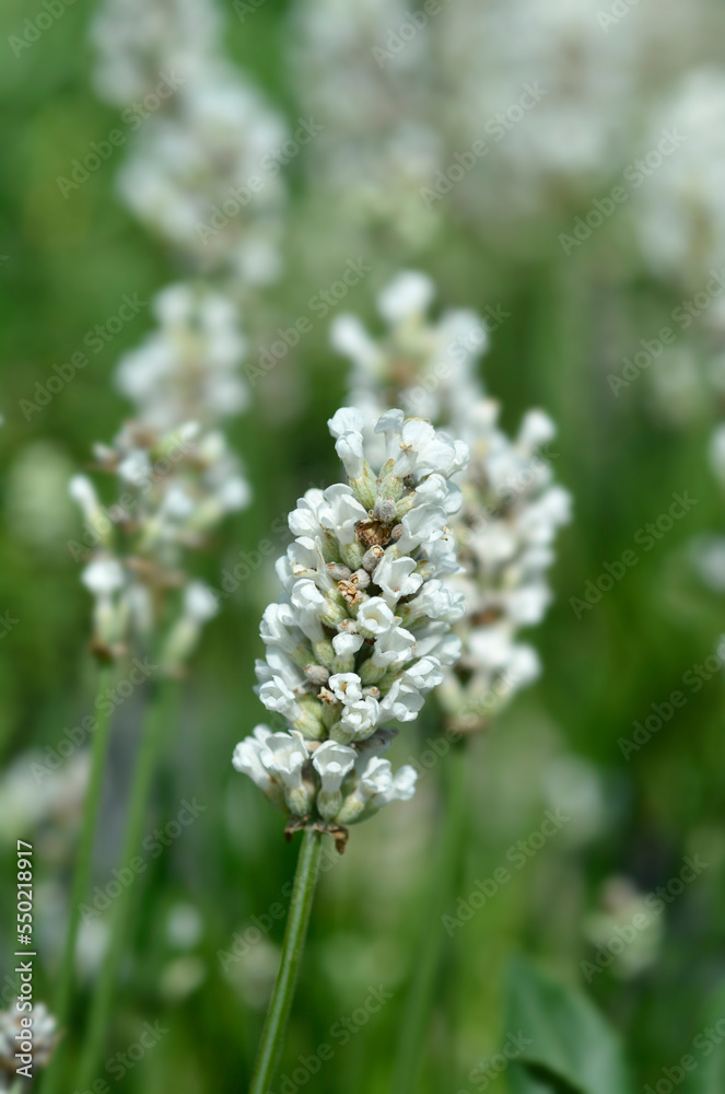 Fototapeta premium Common lavender white flowers