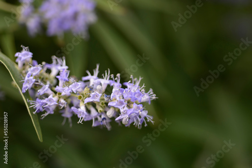 Lilac chaste tree flowers photo
