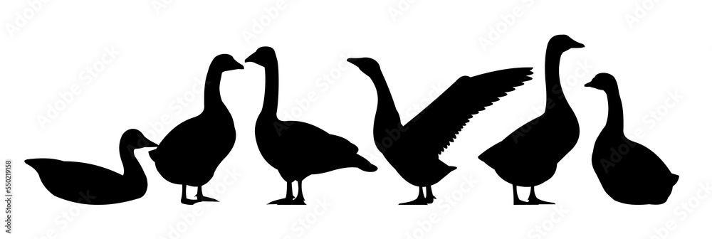 Geese Object set. Scenery silhouette. Agricultural farm bird. Object isolated on white background. Vector