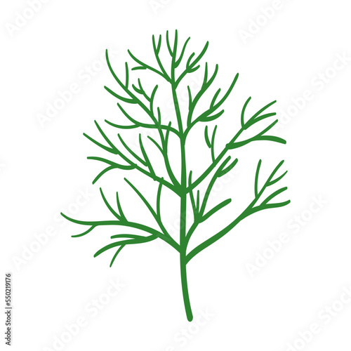 Dill herb and leaves vector illustration. Spicy herbal plants  parsley  rosemary  coriander  oregano  mint on white background