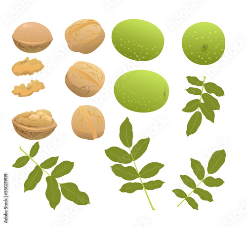 Set of Walnut. Garden plant edible harvest. Isolated on white background. Foliage leaves. Vector