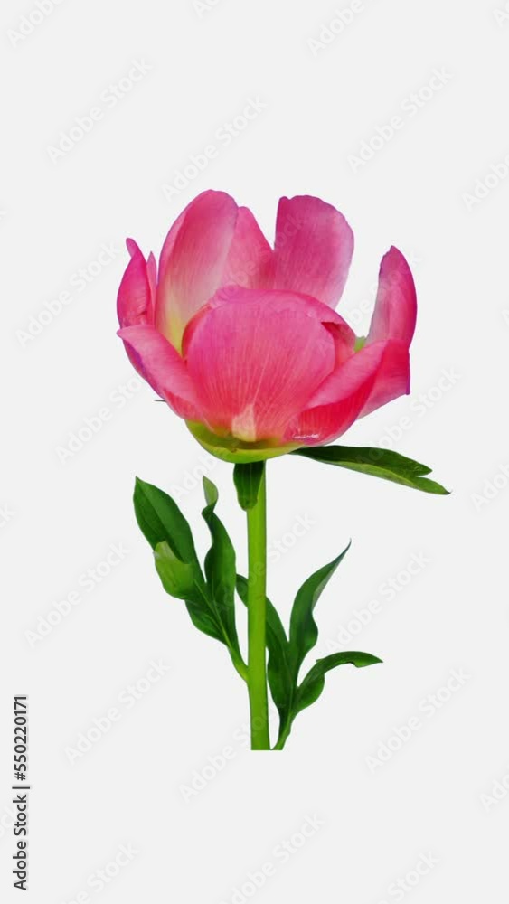 Time lapse of opening beautiful coral Peony (Paeonia) flower isolated on white background, vertical orientation Time lapse of opening beautiful coral Peony (Paeonia) flower isolated on white background, vertical orientation