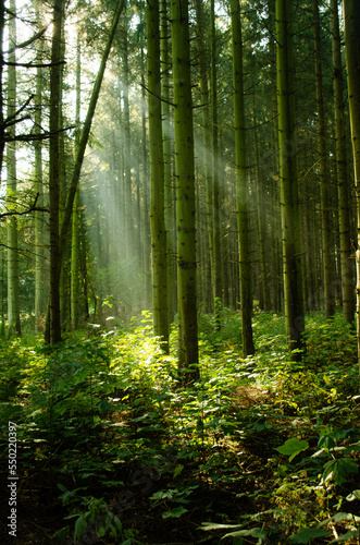 Fototapeta Naklejka Na Ścianę i Meble -  morning forest
