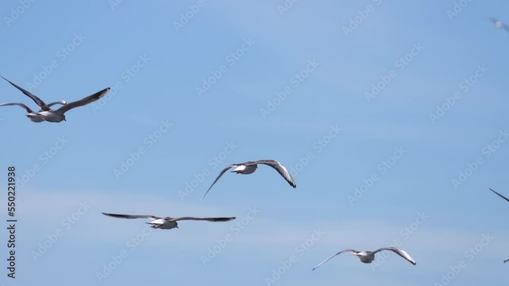 Group of Seagull Fly Against Blue Sky - Slow Motion Group of Seagull Fly Against Blue Sky - Slow Motion