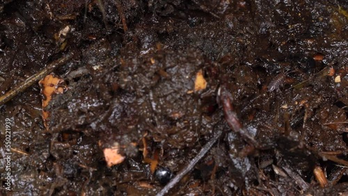 Multiple Insect in Compost - Concept of Decay - Static Macro photo