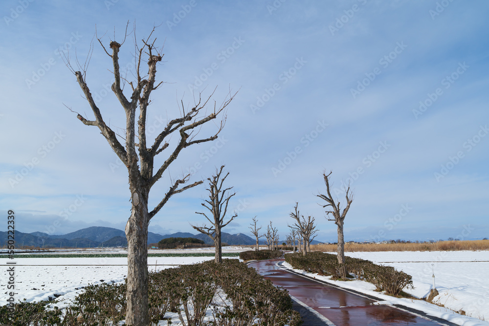 A field of snow in midwinter, a single road leading far beyond and a line of dead trees A field of snow in midwinter, a single road leading far beyond and a line of dead trees