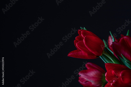 red tulips flowers 