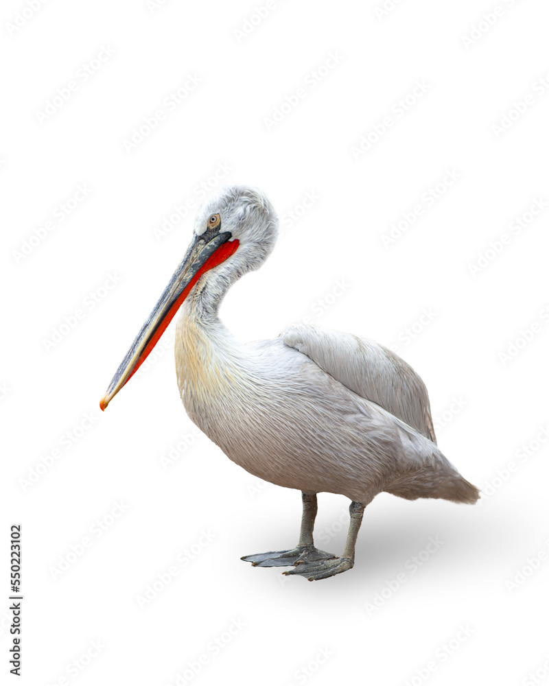Obraz premium Image of pelican, bird isolated over white background. Nature protection