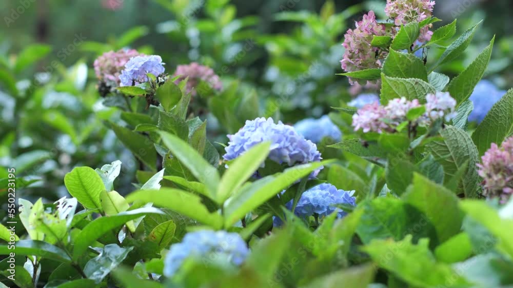 Beautiful l Hydrangea flower blooming in spring and summer in a garden. Beautiful l Hydrangea flower blooming in spring and summer in a garden.