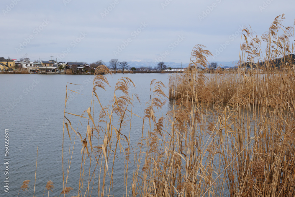 Cold midwinter overcast, large lake and reeds Cold midwinter overcast, large lake and reeds