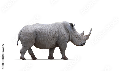 Side view image of big rhinoceros isolated over white background. Concept of wildlife protection photo
