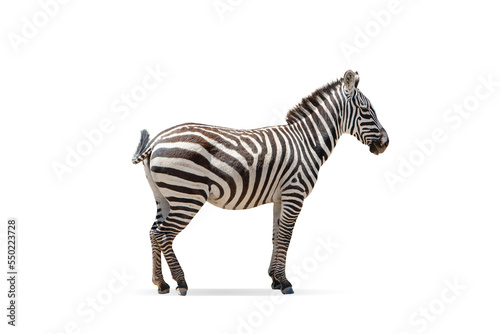 Beautiful zebra isolated over white background. Side view image. Concept of animal  travel  zoo  wildlife protection