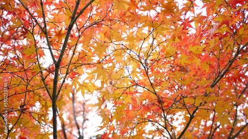 紅葉　かえで　赤　オレンジ