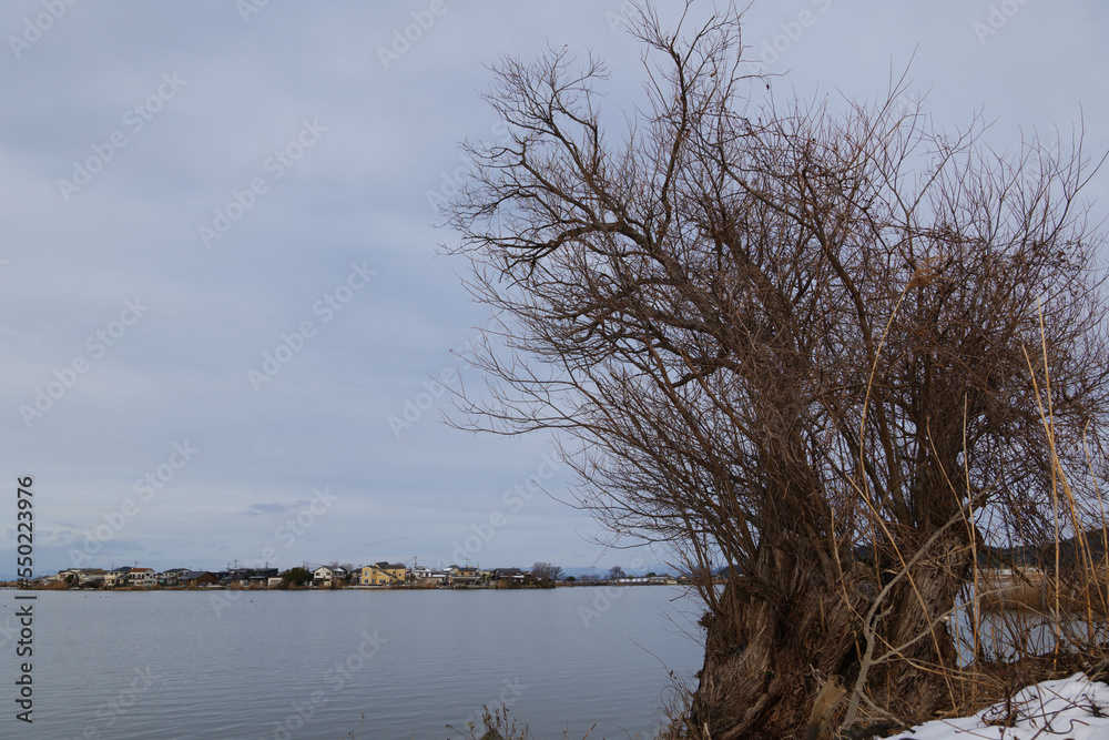 Cold midwinter lake, eerily shaped dead tree Cold midwinter lake, eerily shaped dead tree