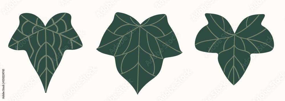 Set of three doodle ivy green leaves. 
