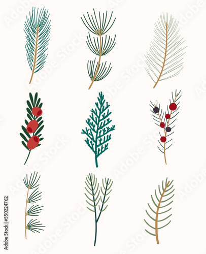 Winter flora. A set of evergreen branches. Thuja, yew, juniper, fir, cedar, pine, and spruce. 