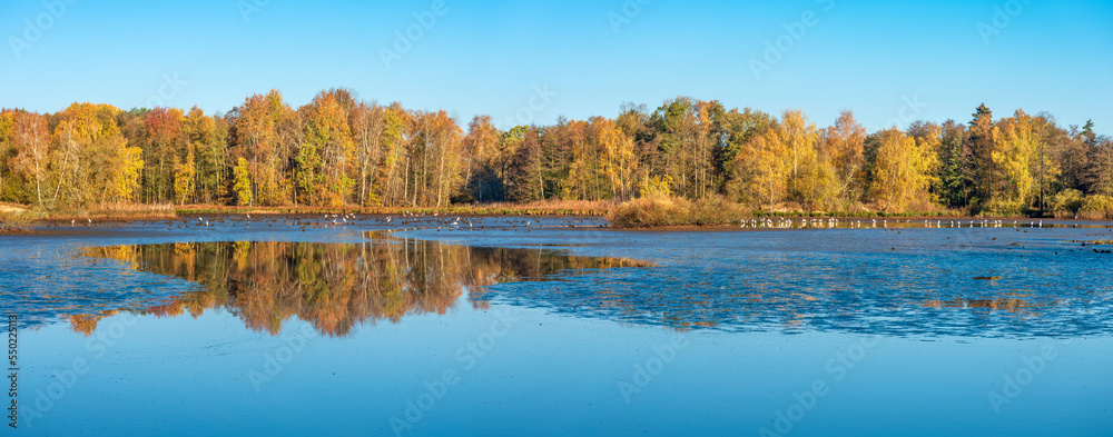 Panorama of swampy lake with lots of great egrets in autumn