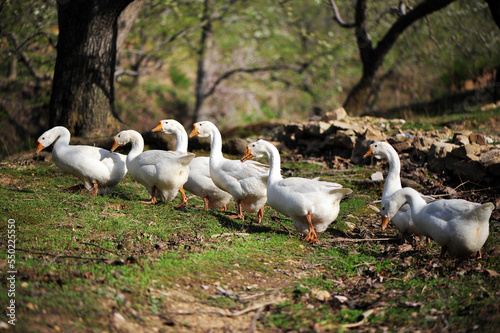 geese on the farm © zcy