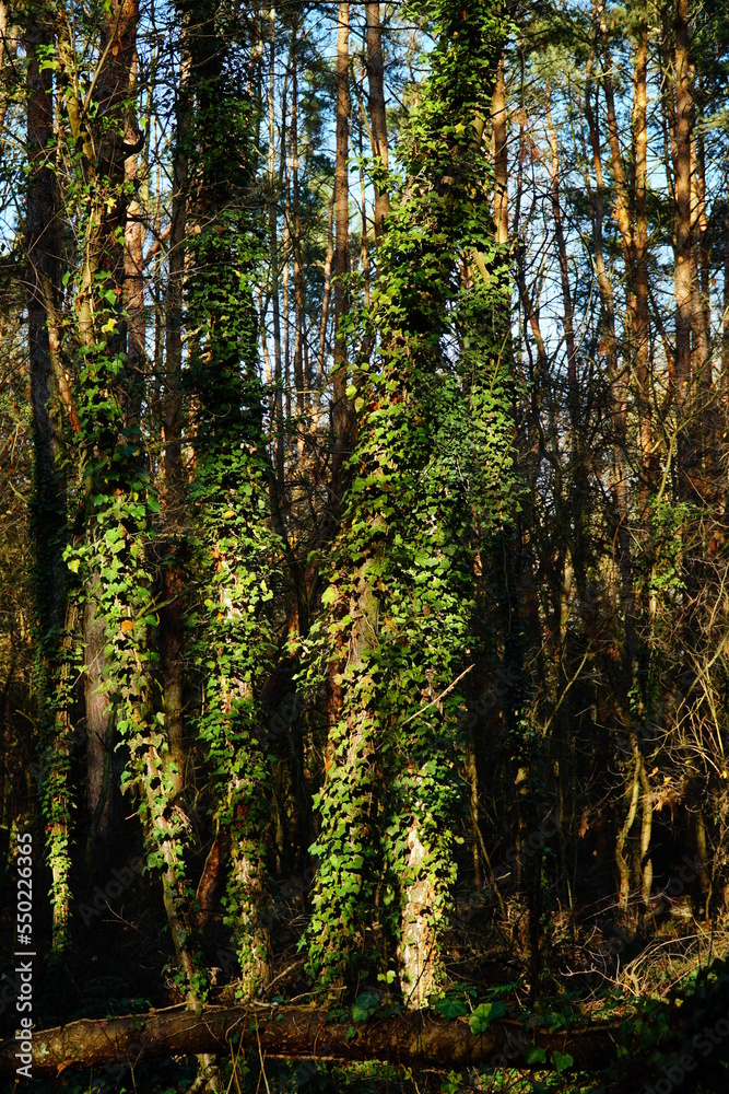 Autumn ivy-covered green trees, vertical Autumn ivy-covered green trees, vertical