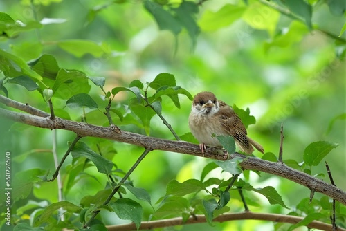 sparrow chick on the branch 