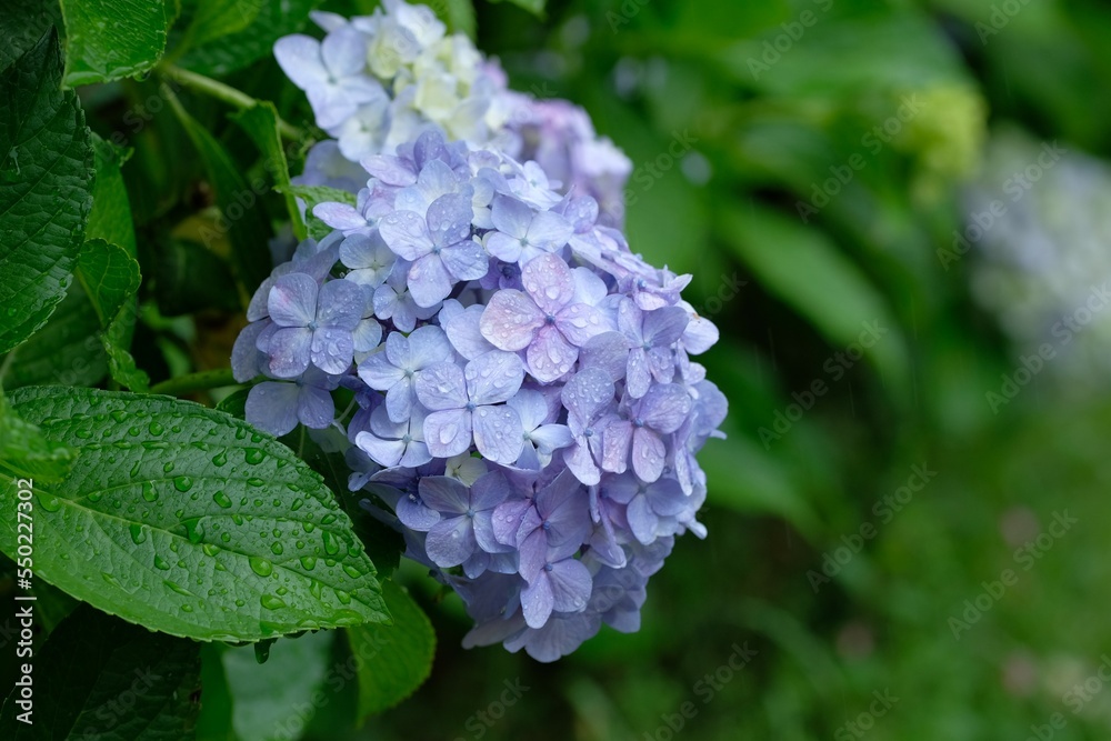 blooming flower of hydrangea tree	
