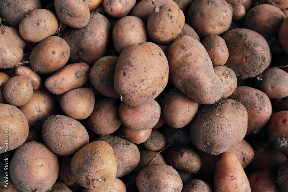 Harvested Young Fresh organic potatoes with soil. Farmers Market - Organic Potatoes Harvested Young Fresh organic potatoes with soil. Farmers Market - Organic Potatoes