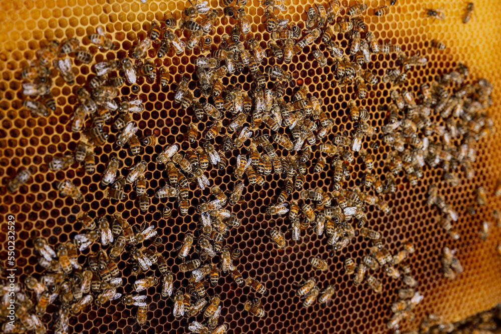 Selective focus on bees on honeycomb in countryside. Apriculture concept. Selective focus on bees on honeycomb in countryside. Apriculture concept.