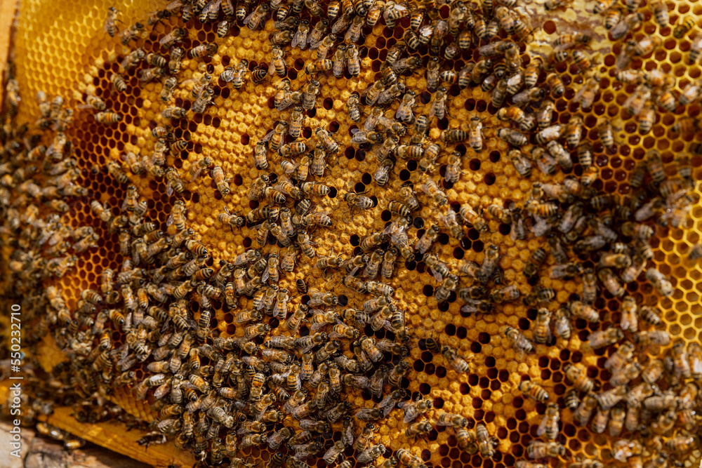 Honey buisness. Honeycomb on frame full of bees. Apriculture in countryside. Honey buisness. Honeycomb on frame full of bees. Apriculture in countryside.
