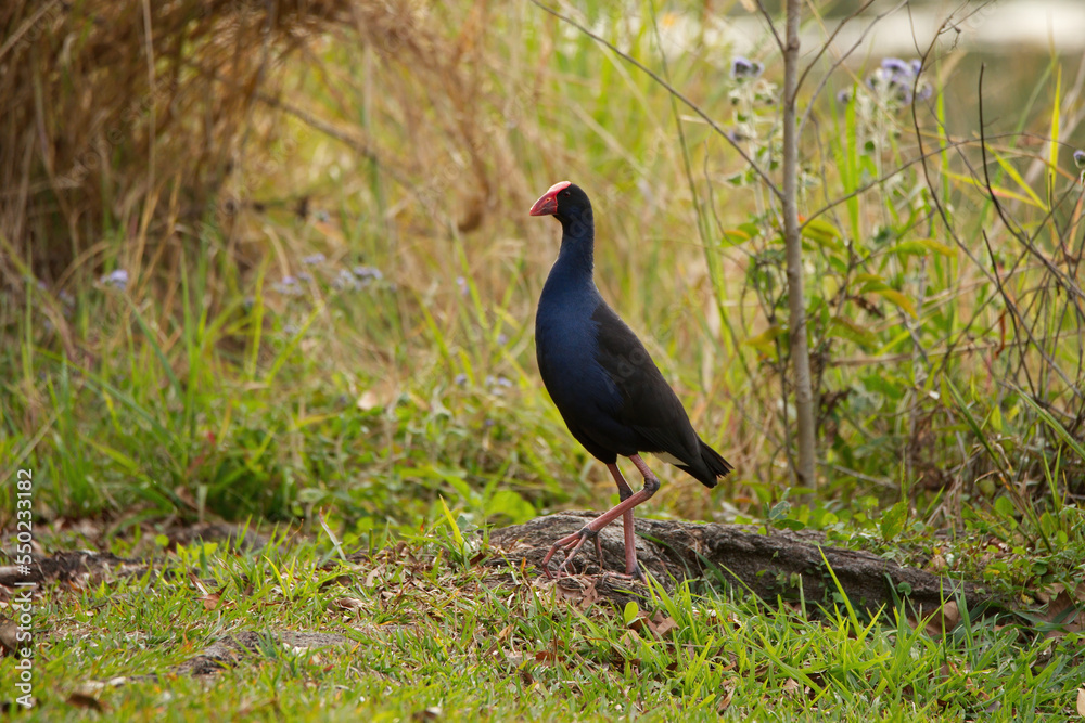 Naklejka premium Purple swanphen on the edge of a lake in Queensland, Australia