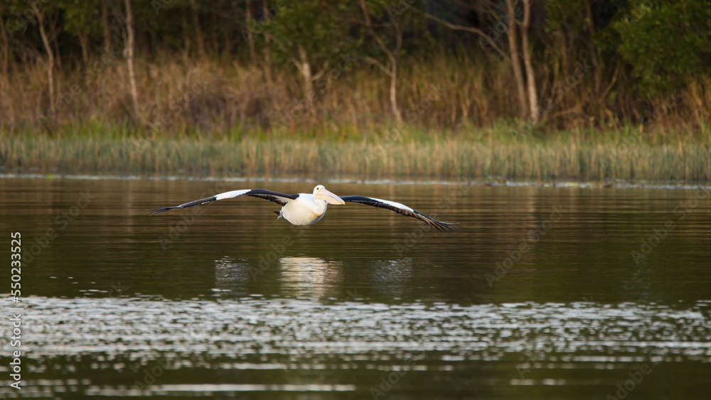 Australian pelican flying over a lake in Queensland, Australia 