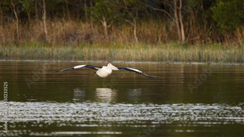 Australian pelican flying over a lake in Queensland  Australia 